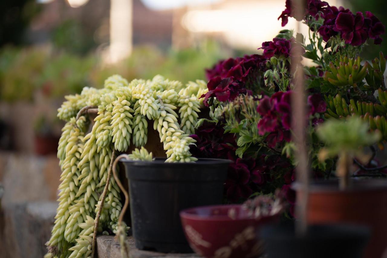 Entre Vides Valle De Guadalupe Zewnętrze zdjęcie