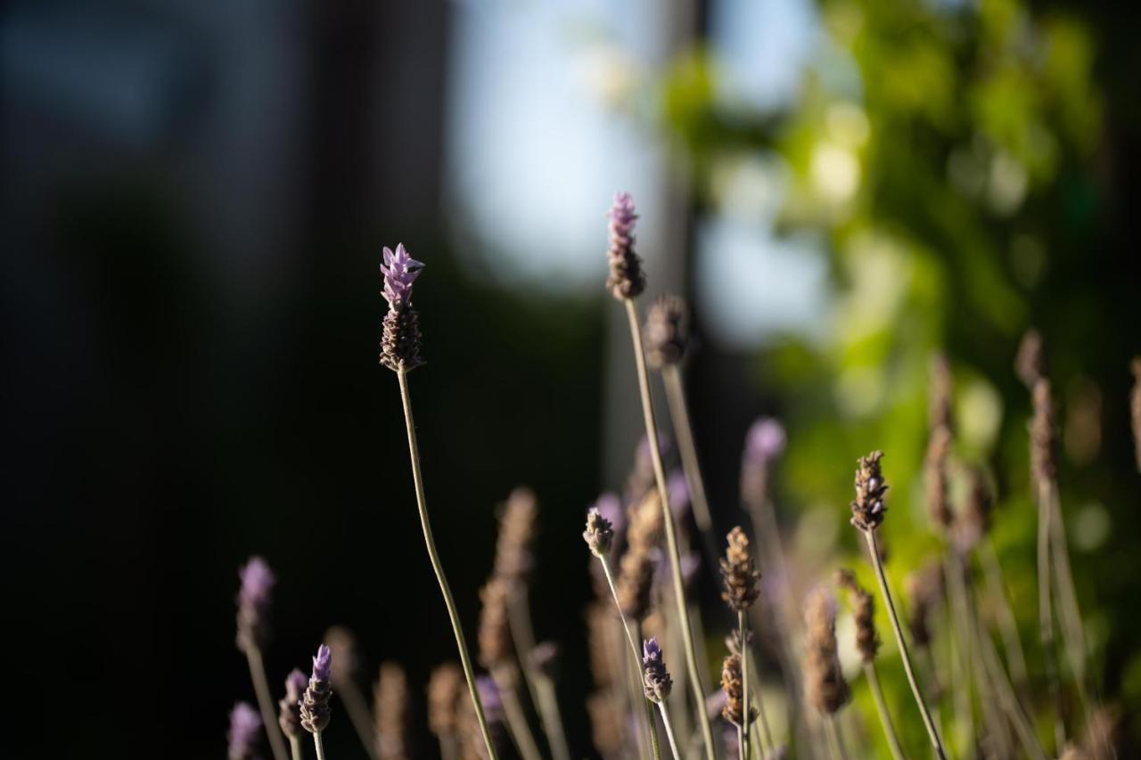 Entre Vides Valle De Guadalupe Zewnętrze zdjęcie